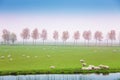 Beautiful sheep pasture in the green field