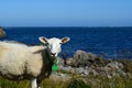 Beautiful sheep posing in front of majestic ocean