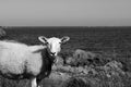 Beautiful sheep posing in front of majestic ocean