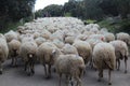 Beautiful sheep with their lambs in the field eating