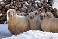 Beautiful sheep in winter