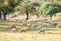 Beautiful sheeps grazing in the field