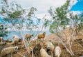 Beautiful sheeps grazing on the pasture in Jordan mountain