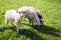 Beautiful sheeps in Topesti