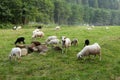 Beautiful sheeps, wool farm. Autumn countryside. Lamb on field