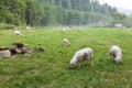 Beautiful sheeps, wool farm. Autumn countryside. Lamb on field