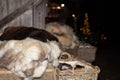 Beautiful sheepskins lie at the entrance to the house on Christmas Eve