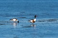 Shelduck couple searching for food