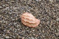 Beautiful shell closeup on wet peeble, natural background