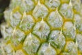 Beautiful shell of fresh pineapple, detail