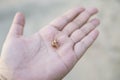 beautiful shell on the hand