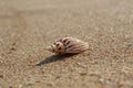 Beautiful shell lying alone on a deserted clean beach Royalty Free Stock Photo