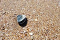 Beautiful shell lying alone on a deserted clean beach Royalty Free Stock Photo