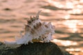 Beautiful shell in stone Royalty Free Stock Photo
