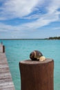 Bacalar lagoon sieste colores shell Royalty Free Stock Photo