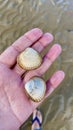 Beautiful shells on the beach in Arromanches-les-Bains