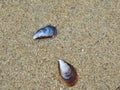 beautiful shells of mollusks on the beach mother of pearl waste debris Royalty Free Stock Photo