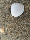 beautiful shells of mollusks on the beach mother of pearl waste debris Royalty Free Stock Photo