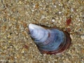 beautiful shells of mollusks on the beach mother of pearl waste debris Royalty Free Stock Photo