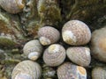 beautiful shells of mollusks on the beach mother of pearl waste debris Royalty Free Stock Photo