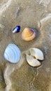 Beautiful shells on the beach in Arromanches-les-Bains