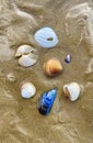 Beautiful shells on the beach in Arromanches-les-Bains