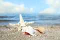Beautiful shells and  on sand near sea, space for text. Beach objects Royalty Free Stock Photo
