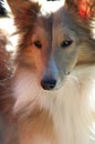 Beautiful Sheltie Sable Dog