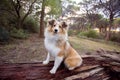 A beautiful Shelties/ Shetland sheepdogs on a log in a forest