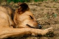 A beautiful shepherd mixed dog is lying in the sand and sleeping Royalty Free Stock Photo