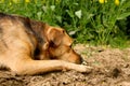 A beautiful shepherd mixed dog is lying in the sand and sleeping Royalty Free Stock Photo