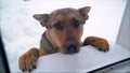 German shepherd looks out the window. A dog with sad eyes looks through an open window in winter. German Shepherd dog with sad Royalty Free Stock Photo