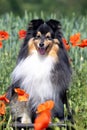 Vertical picture of Beautiful shetland sheepdog, little lassie dog sitting in the blooming red poppy slope field