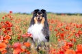 Cute black and white small sheltie, collie pet dog outside with background of poppies field and blue sky Royalty Free Stock Photo