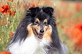 Cute black and white small sheltie, collie pet dog outside with background of poppies field and blue sky Royalty Free Stock Photo