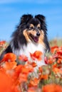 Cute black and white small sheltie, collie pet dog outside with poppies field and blue sky. Royalty Free Stock Photo