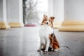 Beautiful Shetland Sheepdog/ Pet photo. Dog outdoor Royalty Free Stock Photo