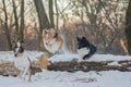 Beautiful Shetland Sheepdogs and Border Collie jumping all together in snowy forest
