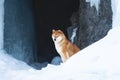 Beautiful shiba inu dog sitting in front of icefall. Red Shiba dog is sitting in the ice cave