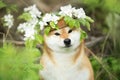 Beautiful shiba inu dog wearing apple flowers wreath Royalty Free Stock Photo