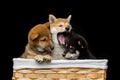 Beautiful shiba inu puppies in basket Royalty Free Stock Photo