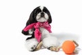 Beautiful Shih-tzu puppy with holiday candle.