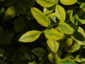 Beautiful shimmering leaves fluttering under the Deep, glowing blue sky Royalty Free Stock Photo