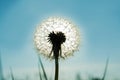 Beautiful shining dandelion against the sun. nature background Royalty Free Stock Photo