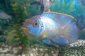 Beautiful shining fish swimming in aquarium, marine photography