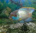 Beautiful shining fish swimming in aquarium, marine photography