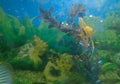 Beautiful shining fish swimming in aquarium, marine photography