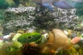 Beautiful shining fish swimming in aquarium, marine photography