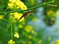 Black bug on yellow wild flower, Lithuania Royalty Free Stock Photo