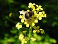 Bumblebee on yellow wild flower, Lithuania Royalty Free Stock Photo